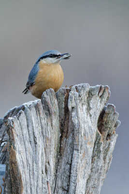 Prise sur le fait...