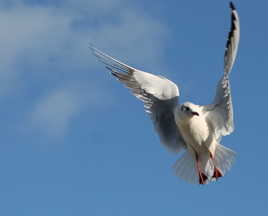 Arrière toute !!!!.....