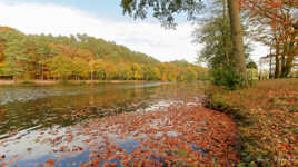 Les feuilles mortes sur l'eau