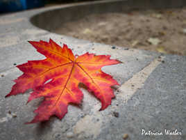 feuille en feu