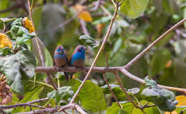 cordonbleu Amoureux...