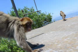 Les singes à l'attaque