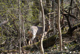 Rencontre fortuite