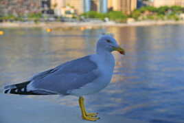 Symbole de liberté et de beauté.