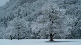Mon chêne préféré !