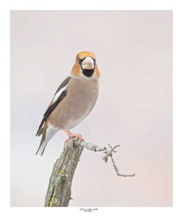 Gros bec casse noyaux