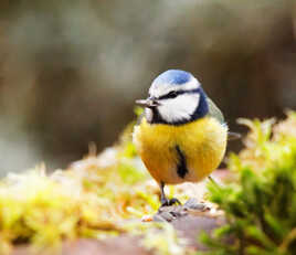 Mésange bleue