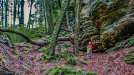 Le petit chaperon rouge est retrouvé