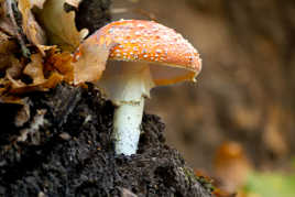 La maison du grand schtroumpf