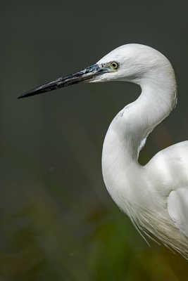 Aigrette garzette