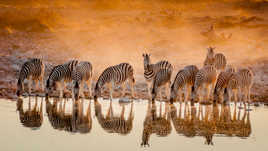 Zebras recto verso