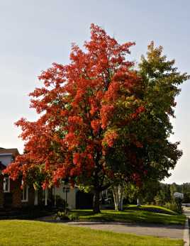 Le rouge canadien