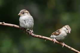 Elles ont l'air de se faire la tête