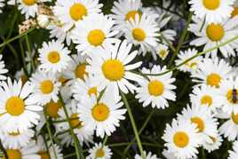 Marguerite commune 2026