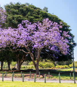 Jacaranda