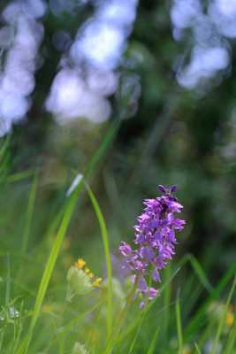 Les pentecôtes au printemps