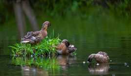 Les canards