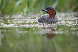 Reflet de Castagneux