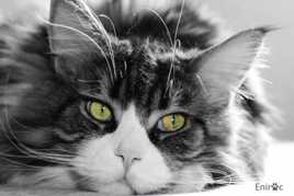 Le regard qui tue....