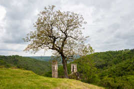 L'arbre qui voulait .......................