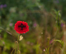 coquelicot au carré