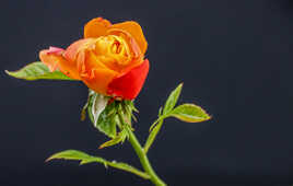 rose orange