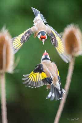 Fighting entre les cardères