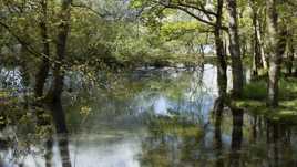 Étang du bois Joaland de Saint Nazaire