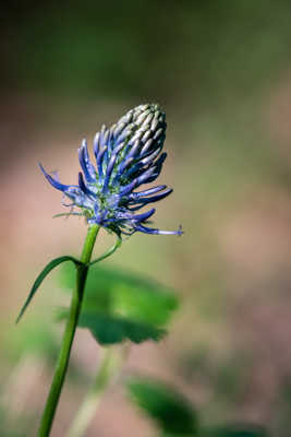 les prémices d'une éclosion