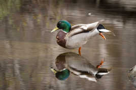 Le canard colvert qui se prenait pour...