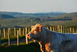 Séance matinale de bronzage