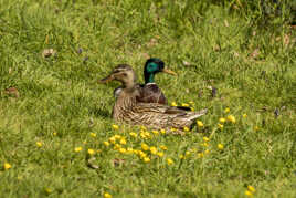 Bande de Canards