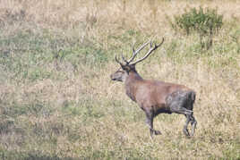 Cerf en Haute Savoie