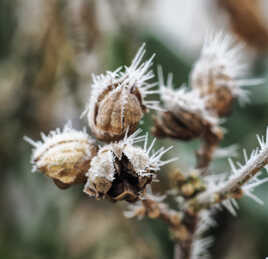 GIVRE MATINAL