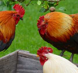 Trio à plumes