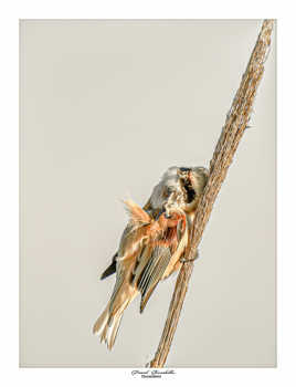 Toute fraiche d'hier