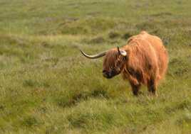 highland cow