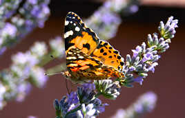 papillon lavande