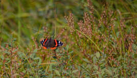 Joli papillon