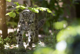 Panthère nébuleuse