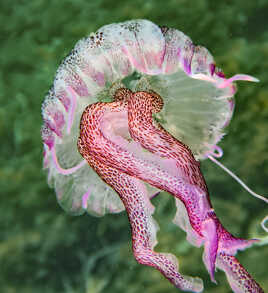 Liaisons dangereuses !