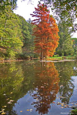 Reflet d'autombe