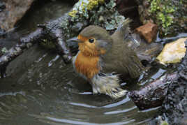 Rouge gorge au bain