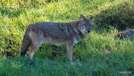COYOTE