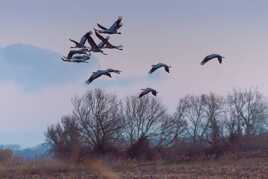 Envol de Grues au matin