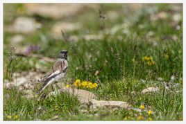 Niverolle alpine. Mercantour 2019