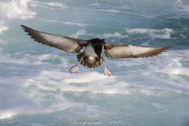 Puffin des Baléares