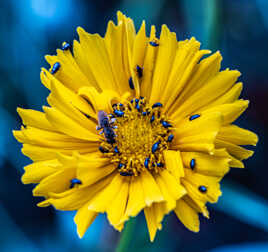 coréopsis jaune/bleu