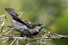 Moineau domestique mâle