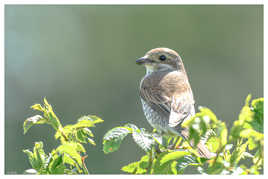 Pie-grièche écorcheur Lanius collurio - Red-backed Shrike